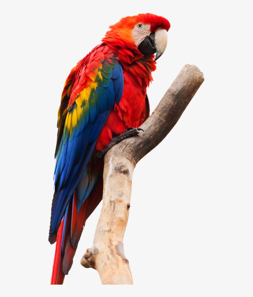 Perú) Offers Authentic Yet Comfortable Jungle Accommodations - Painting Of A Macaw, transparent png #9036427