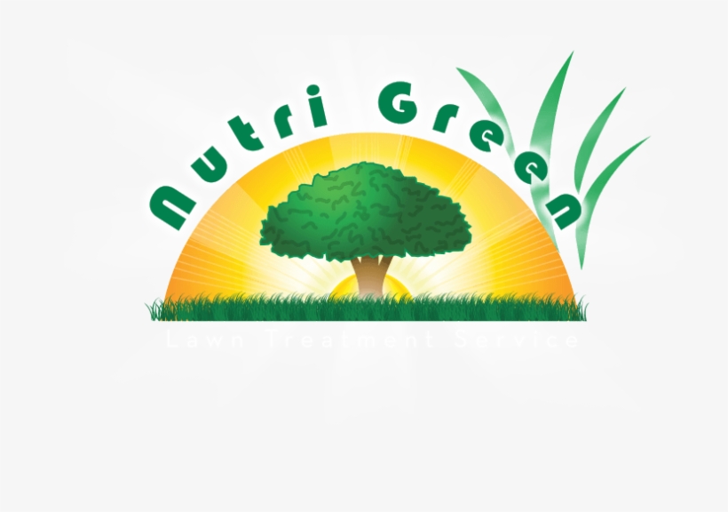 Palm Tree, transparent png #9038477