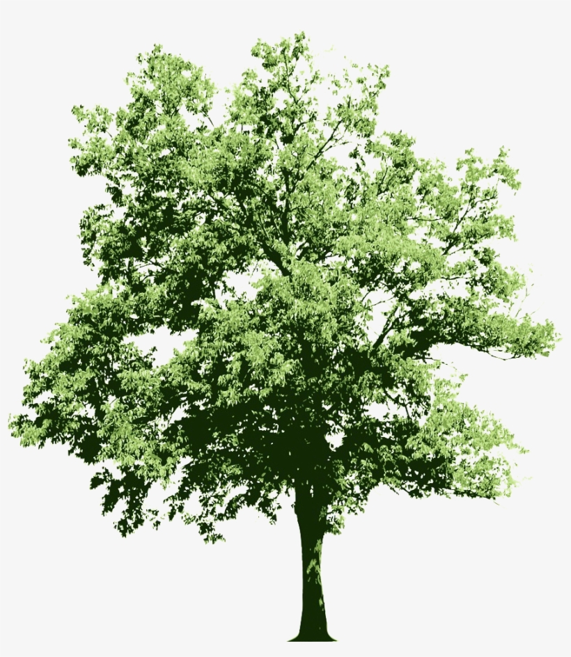 Ongoing Contributions To The Oracle Technology Community - Alberi Psd, transparent png #9038608