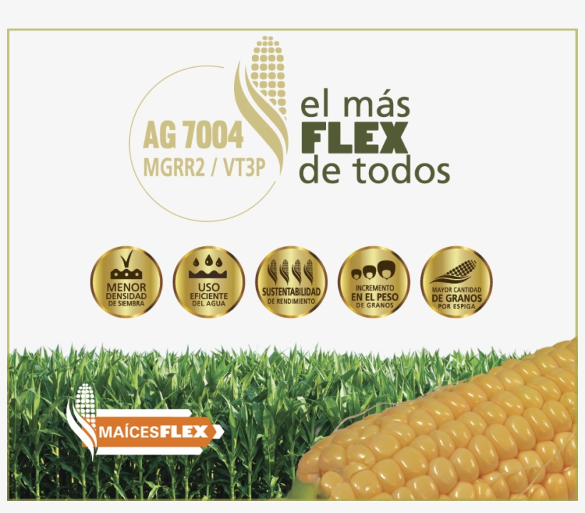Maíces Flex - Corn Kernels, transparent png #9039263