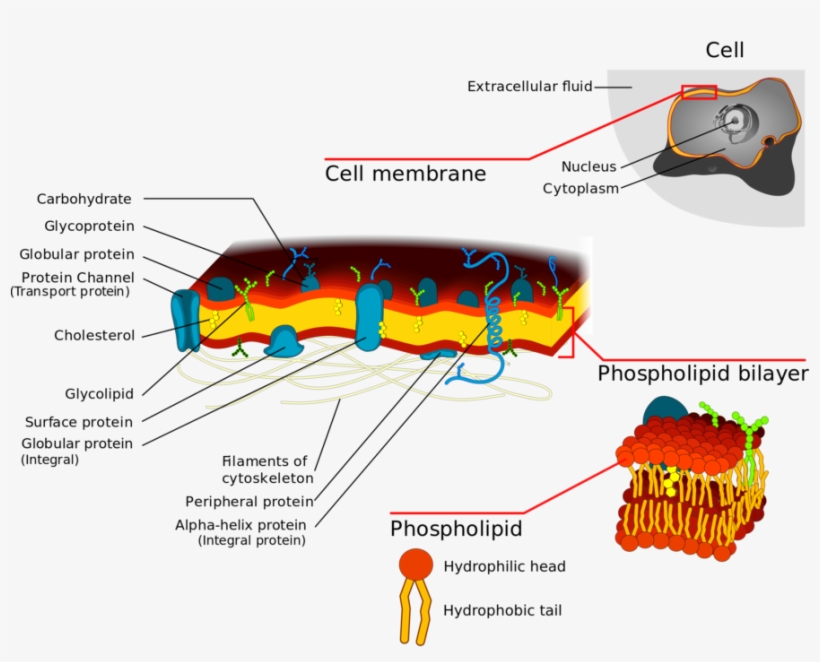 Plasma Membrane Diagrams Printable Diagram Diagram - Cell Membrane Detailed Diagram, transparent png #9039487