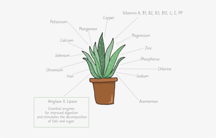 Among The Many Active Ingredients Of Aloe Vera, The - Aloe Vera Plant Cells, transparent png #9039620