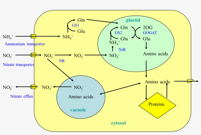 Figure 15 - - N Metabolism In Plants, transparent png #9039654