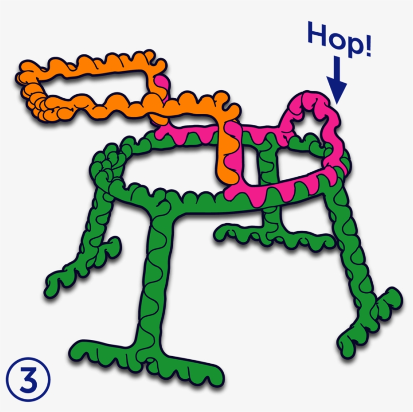 Frog3 - Illustration, transparent png #9043662
