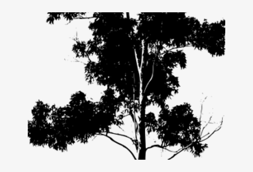 Eucalyptus Clipart Gum Tree - Draw Silhouette Of Trees, transparent png #9043663