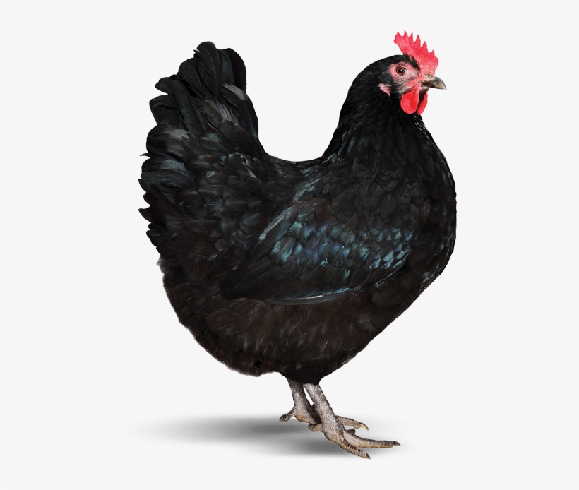 Hen - Rooster, transparent png #9044778