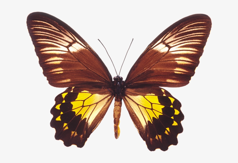 Butterfly 011 - فراشات, transparent png #9047588