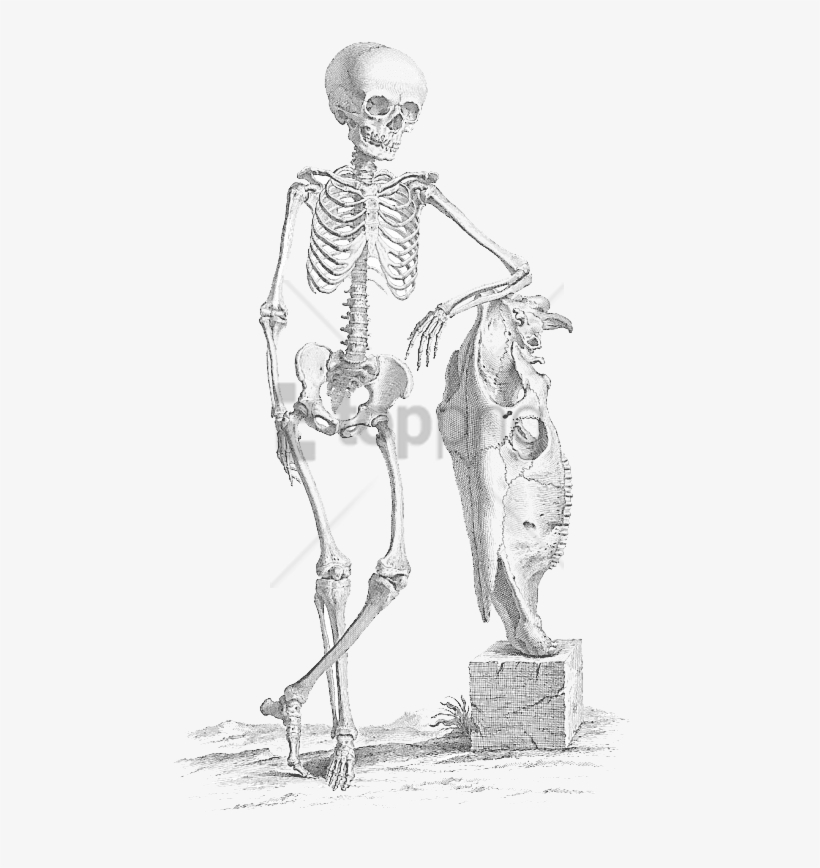 Free Png Download Halloween Skeleton Skeleton Png Images - Skeleton Leaning, transparent png #9049141