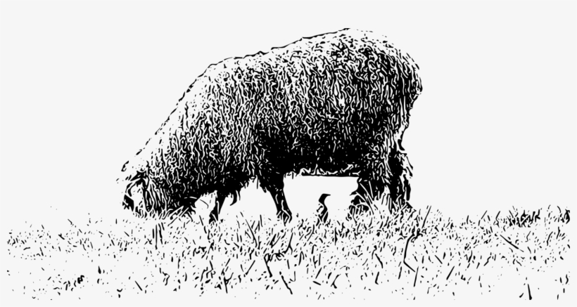 Sheep Bison Black And White Cattle Ox - Clipart White And Black Grazing, transparent png #9052973