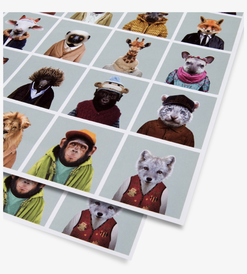 Zoo Portraits Gift Wrap - Picture Frame, transparent png #9053900