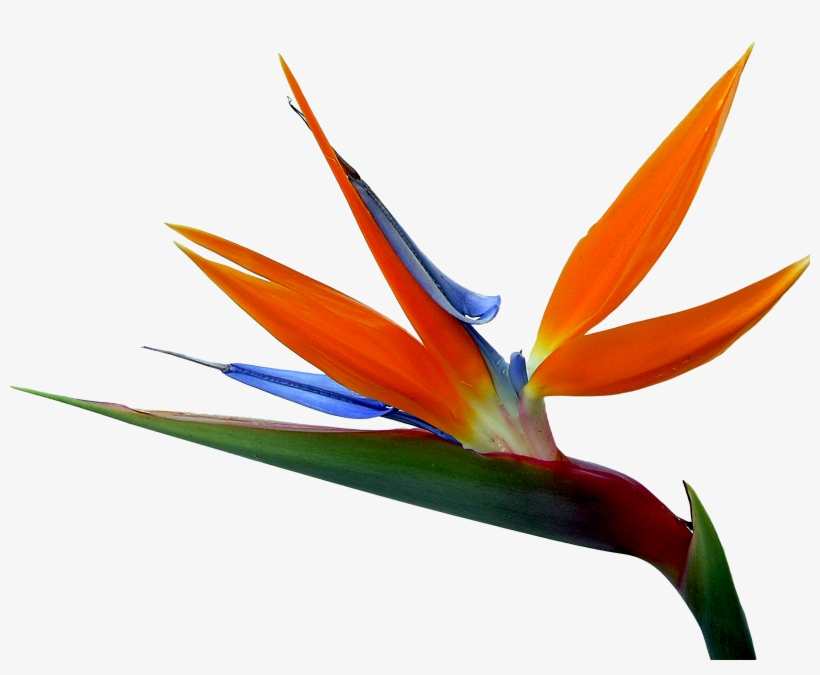 And Strelitzia Bird Of Paradise Reginae Birds Flowers - Bird Of Paradise, transparent png #9054202