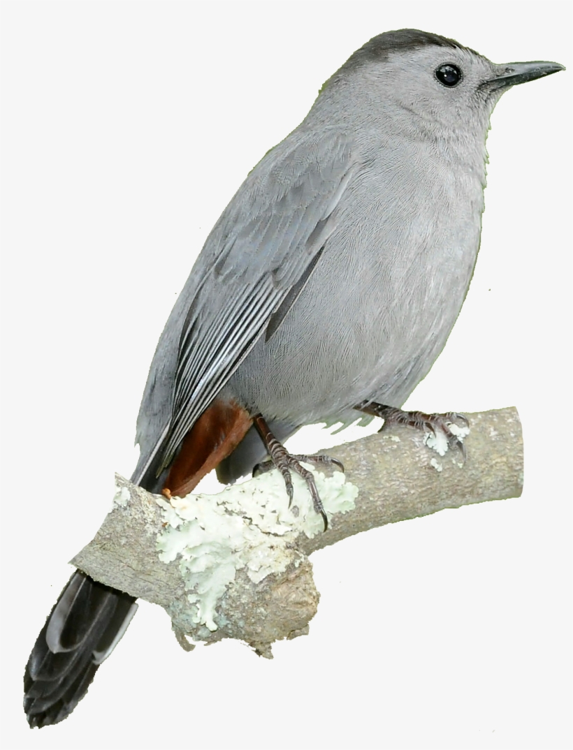 Lesser Bird Of Paradise, transparent png #9054238
