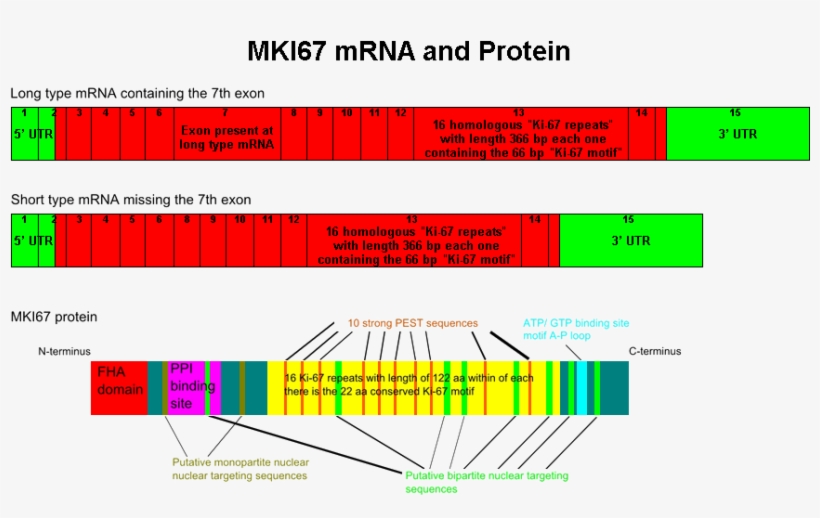 The Mki67 Mrna And Protein - Ki 67 Protein Structure, transparent png #9055186