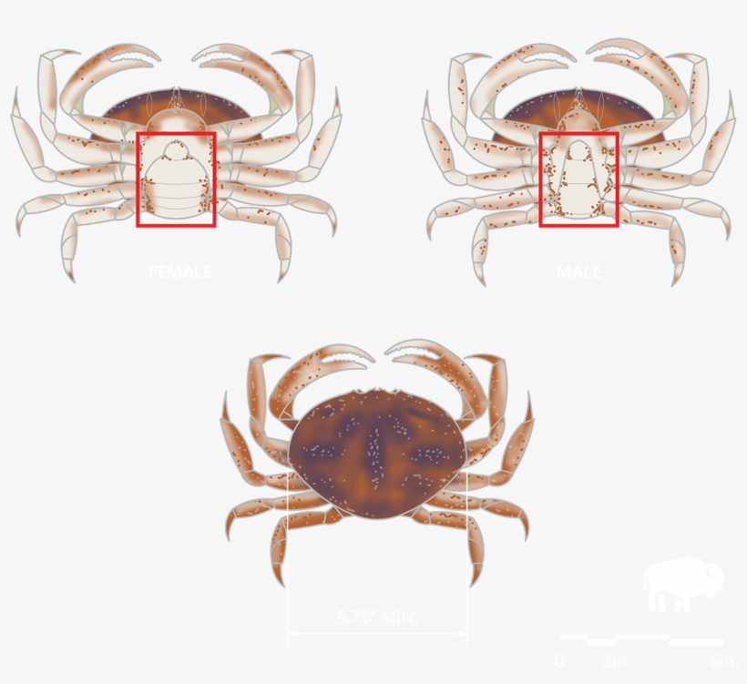 Clamming - Dungeness Crab, transparent png #9056136