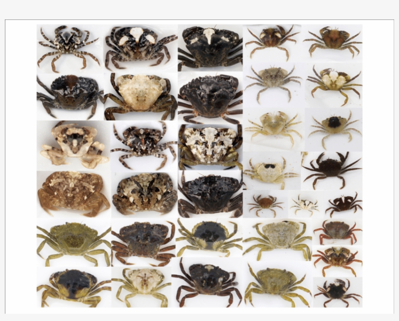 The Considerable Variation In Diversity That Exists - Dung Beetle, transparent png #9056208