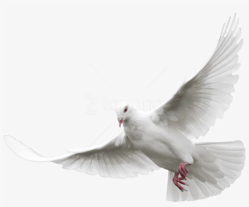 Free Png Download White Dove Png Images Background - White Dove Flying Png, transparent png #9057195