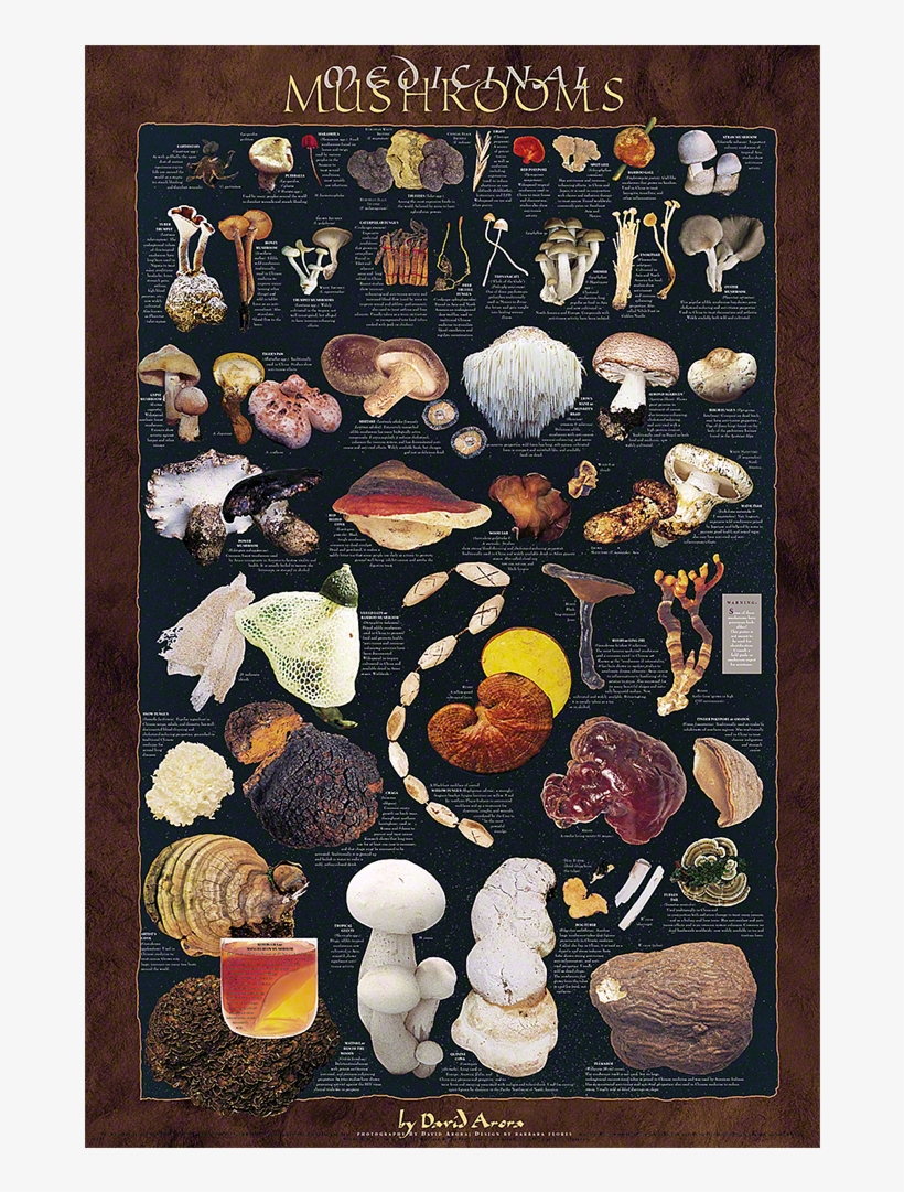 Medicinal Mushrooms Poster - Medicinal Mushrooms, transparent png #9058660