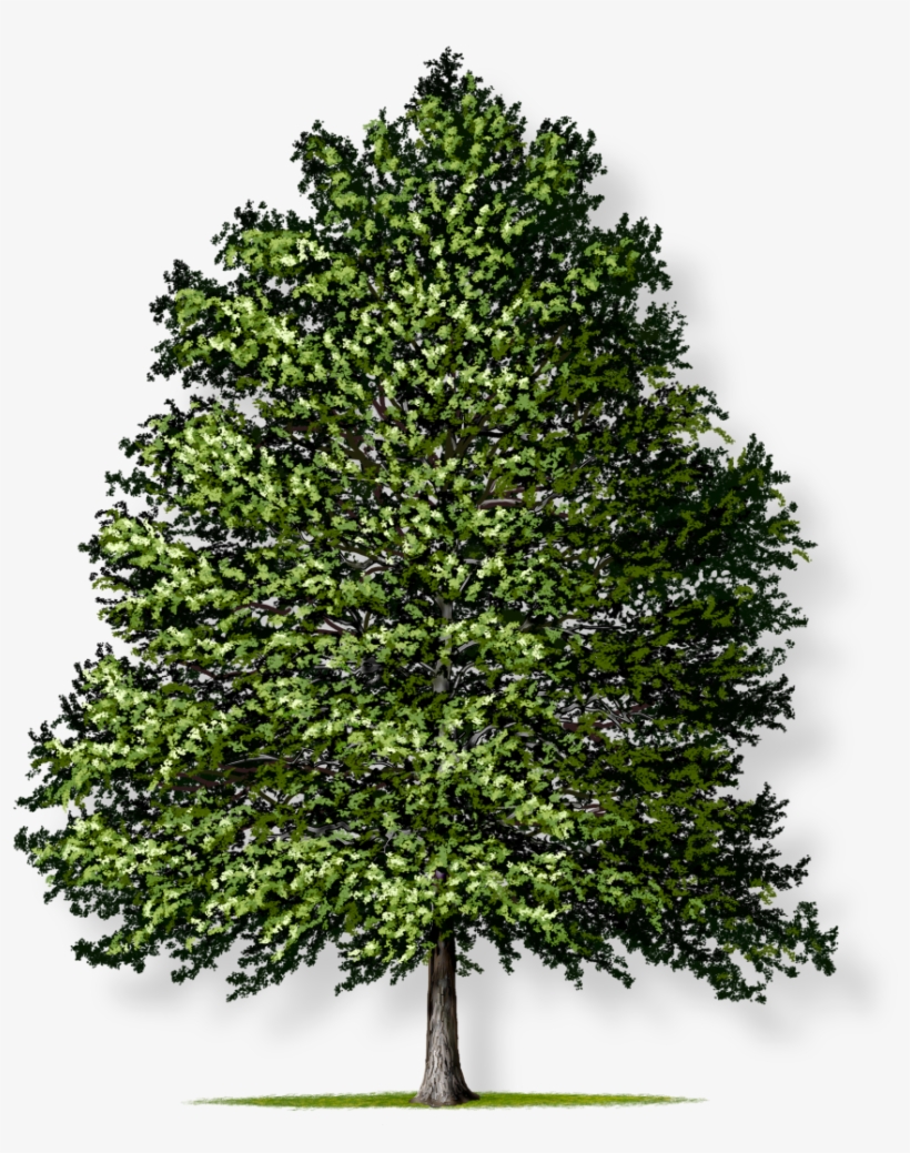 Tree Height - Transparent Background Tree Png, transparent png #9058723