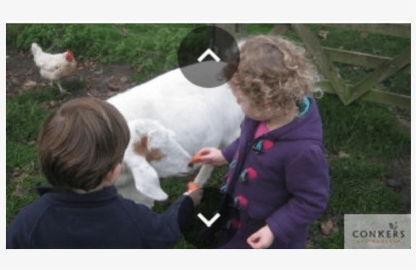 Chicken, transparent png #9061819