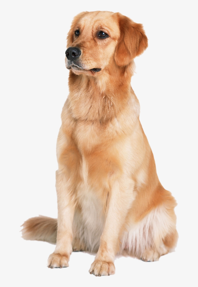 Hunting Dog Png Hd Transparent Hunting Dog Hd - Golden Retriever Png, transparent png #9065876