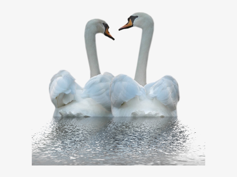 White Duck Png Image - Kuğular Png, transparent png #9066606