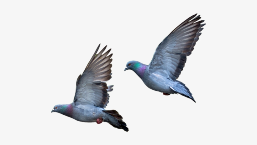 Pigeons Flying Png Colombes Et Pigeons Série - Typical Pigeons, transparent png #9067132