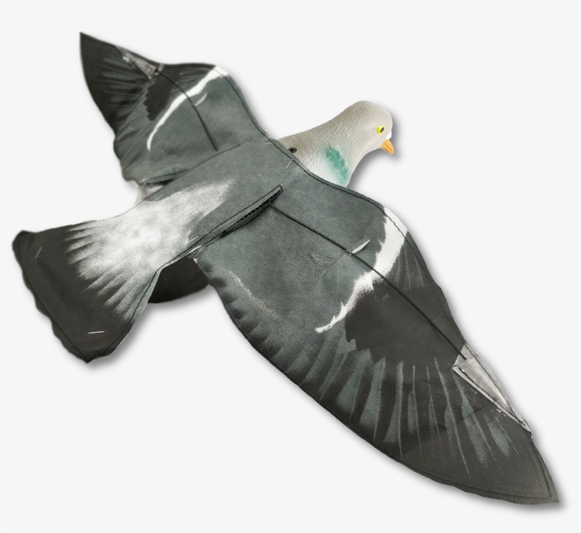 Rock Dove, transparent png #9067181