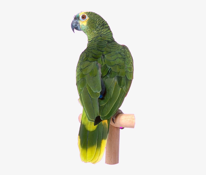 Bird Clip Art Transprent Png Free - Parrot, transparent png #9068008