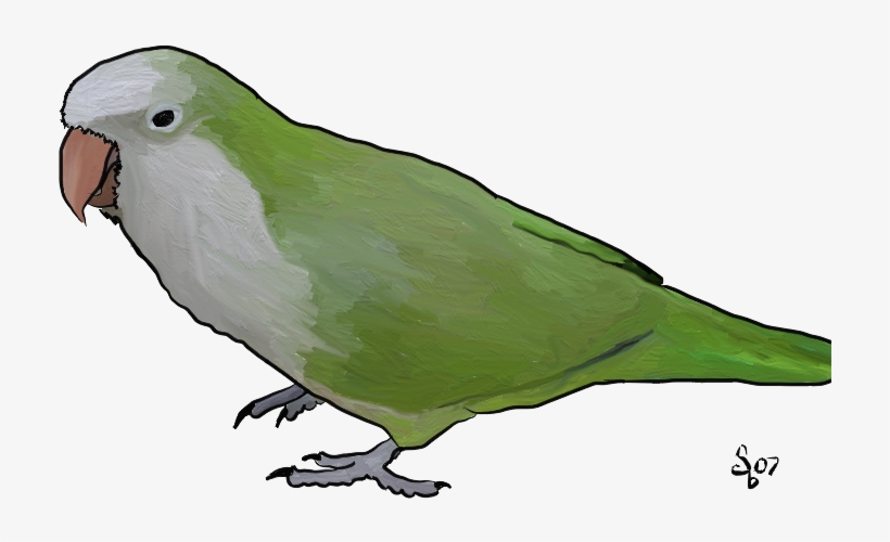 Drawn Lovebird Transparent - Draw Quaker Parrot, transparent png #9068017