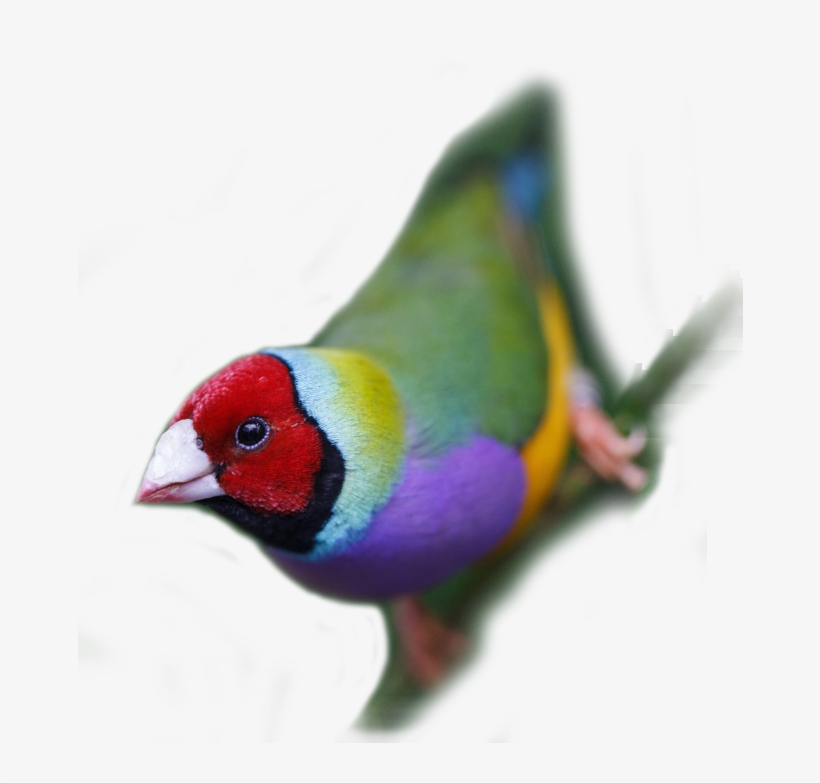 Coloured Finches Is A Team Of Diverse And Enthusiastic - Lovebird, transparent png #9068233