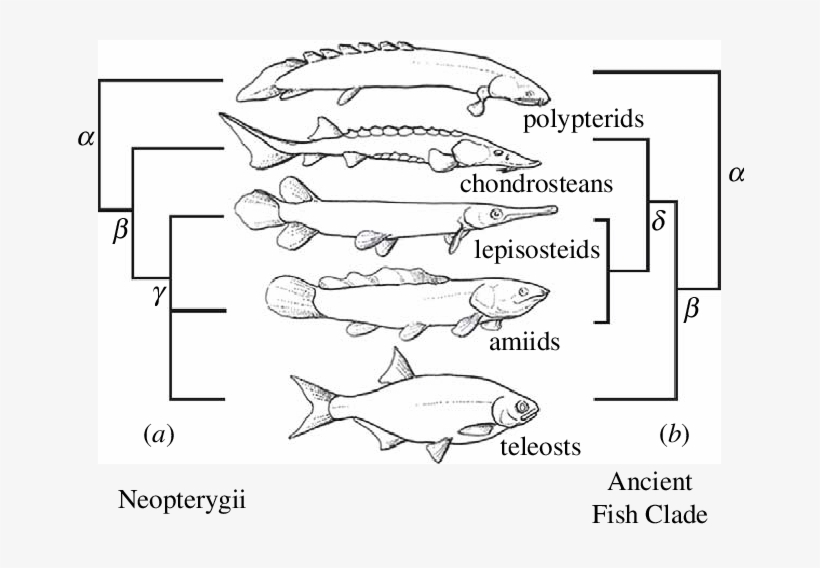 Alternative Trees And Group Names Of The Major Living - Fish Taxonomy, transparent png #9069278
