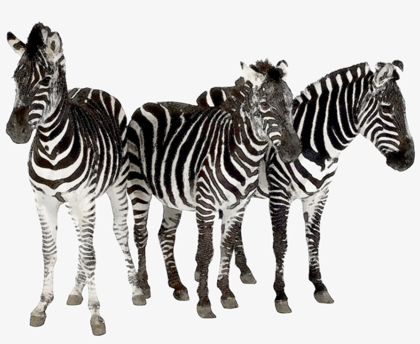 Zebra Clipart Herd Zebras - Zebra Grundfärg, transparent png #9069708