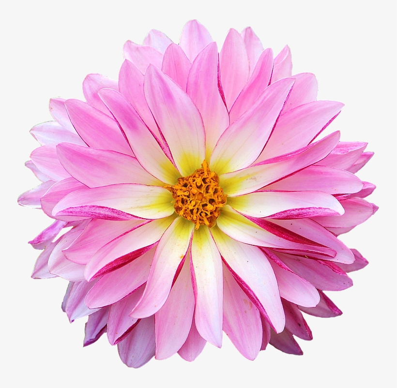 Dahlia Flower Pink Yellow - Dahlia Flower Clipart Png, transparent png #9071089