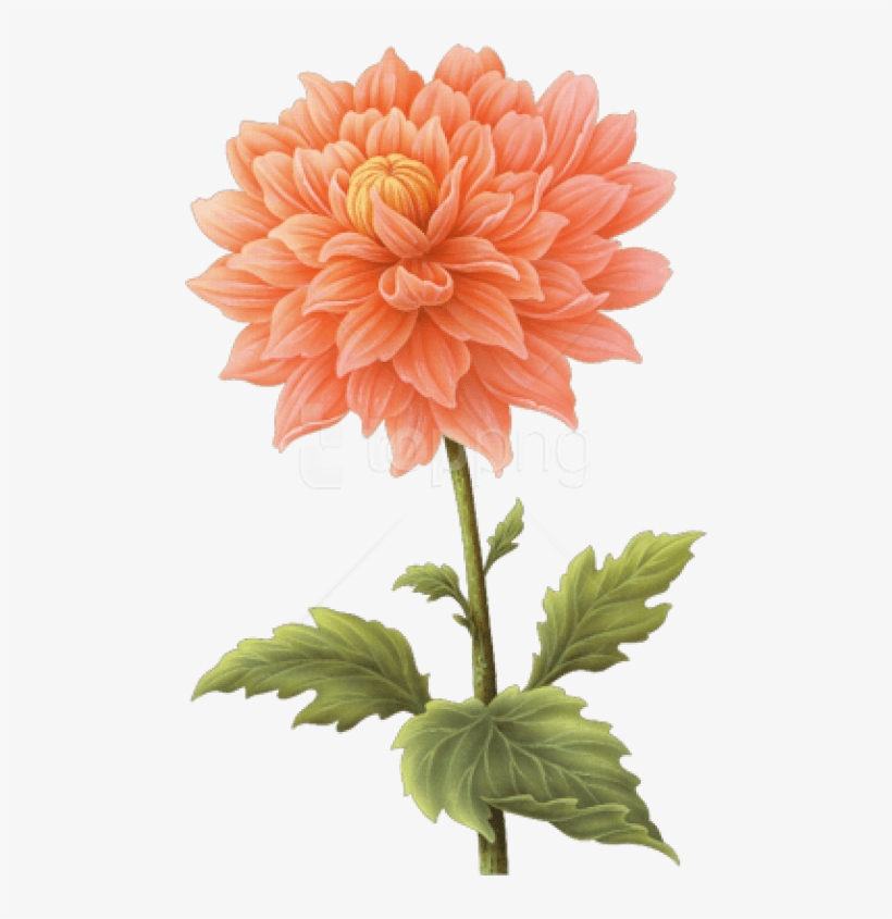 Download Dahlia Png Images Background - Dahlia Flower Png Transparent, transparent png #9071095