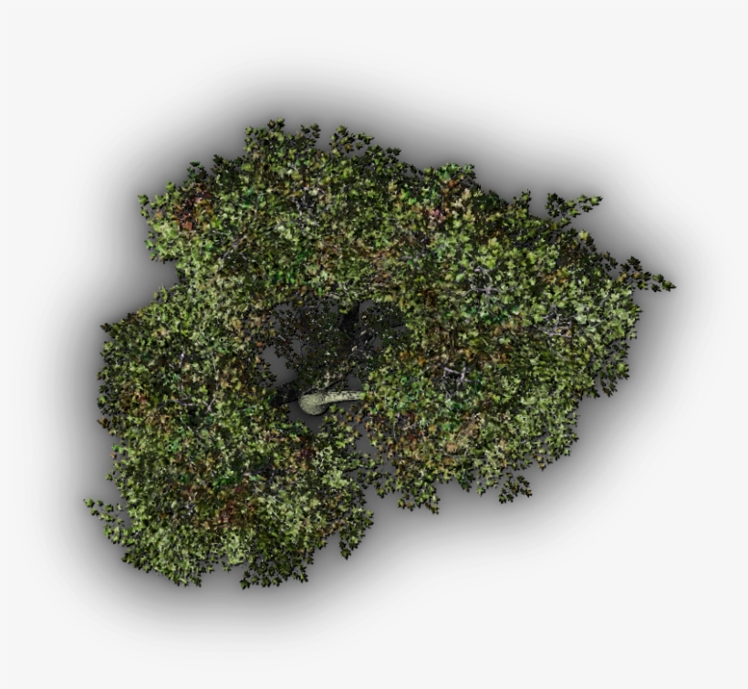 24 Mar 2009 - Arbol Vista Planta Png, transparent png #9072557