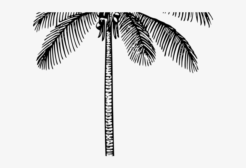 Plant Clipart Coconut Tree - Bagian Bagian Tumbuhan Kelas 2 Sd, transparent png #9072902