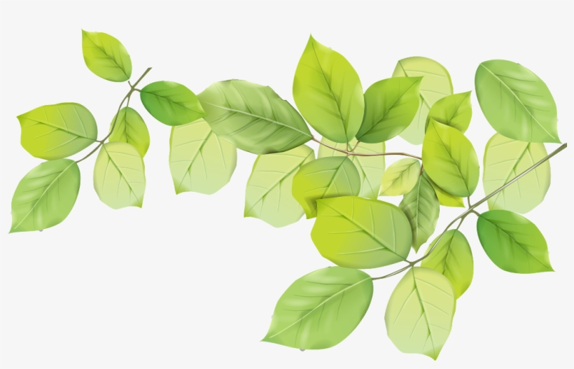 Leaf Png, transparent png #9074016