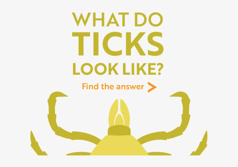 What Do Ticks Look Like Find The Answer - Poster, transparent png #9076180