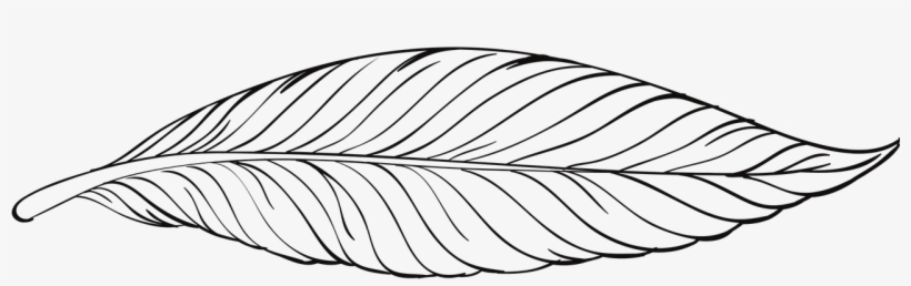 Duck - Pluma Contorno Png, transparent png #9077730