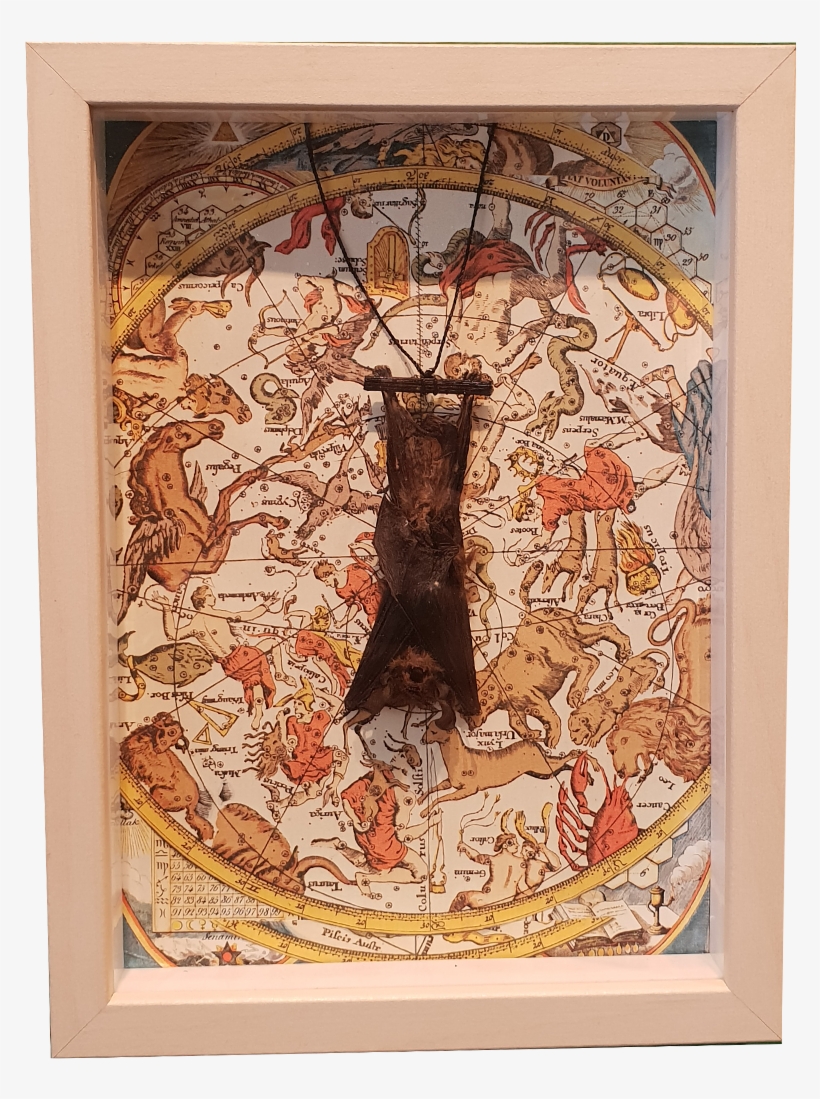 Hanging Bat Astrology Collage Frame - Picture Frame, transparent png #9078139