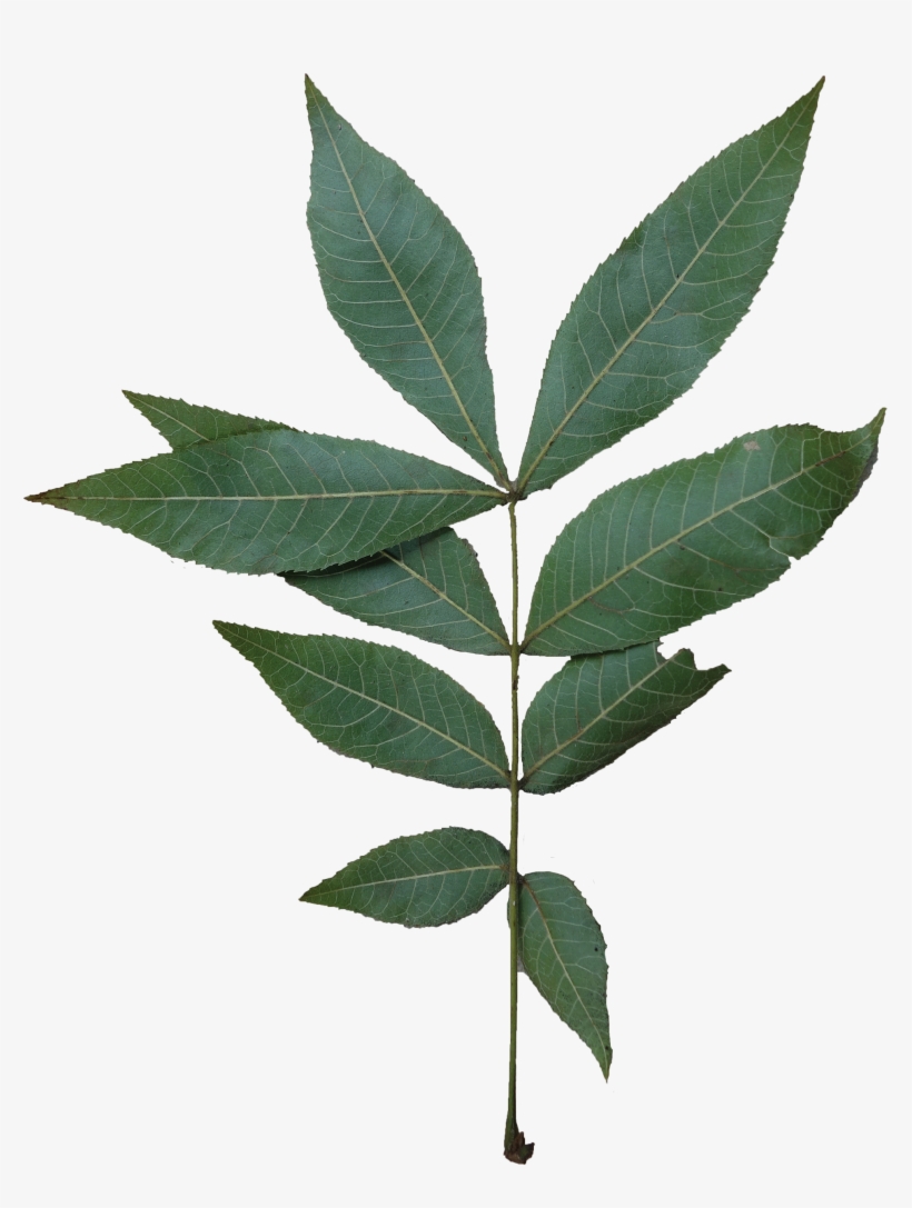 Compound - Bitternut Hickory Tree Leaf, transparent png #9078171