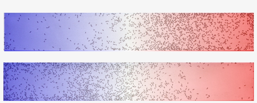 Examples, Topics, Questions, Thesis Statement - Larval Temperature Preference Drosophila, transparent png #9080157