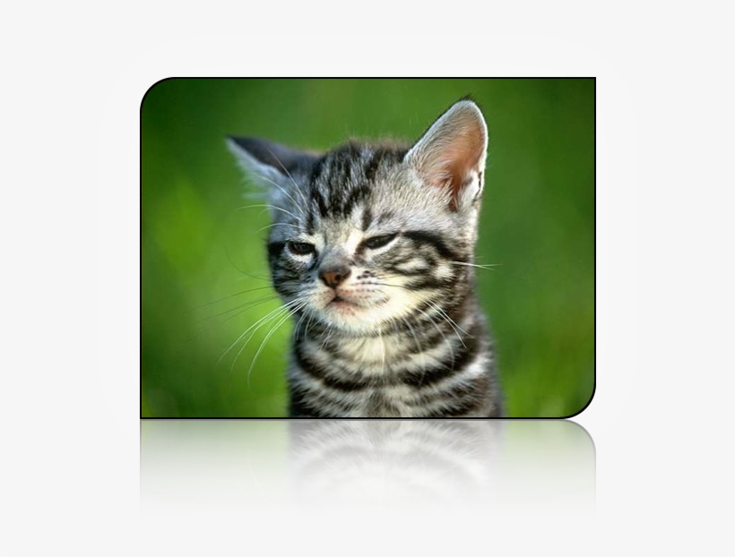 I Tried To Explain That It Was Tylenol Pm But He Just - Imagen De Gato Fumando, transparent png #9080164