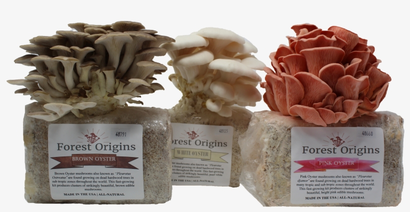 Specialty Trio Mushroom Grow Kits, transparent png #9080716