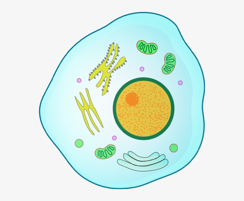 Animal Cell Clip Art, transparent png #9081955