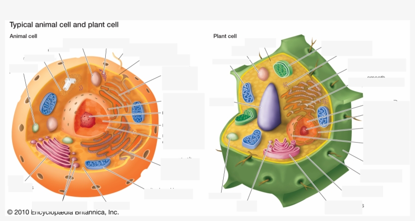 Identifying Homologous Structures Between Animal And - Parts In A Cell, transparent png #9082089