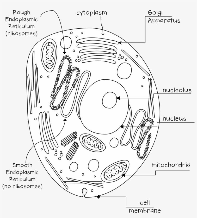 Animal Cell Black And White - Circle, transparent png #9082096