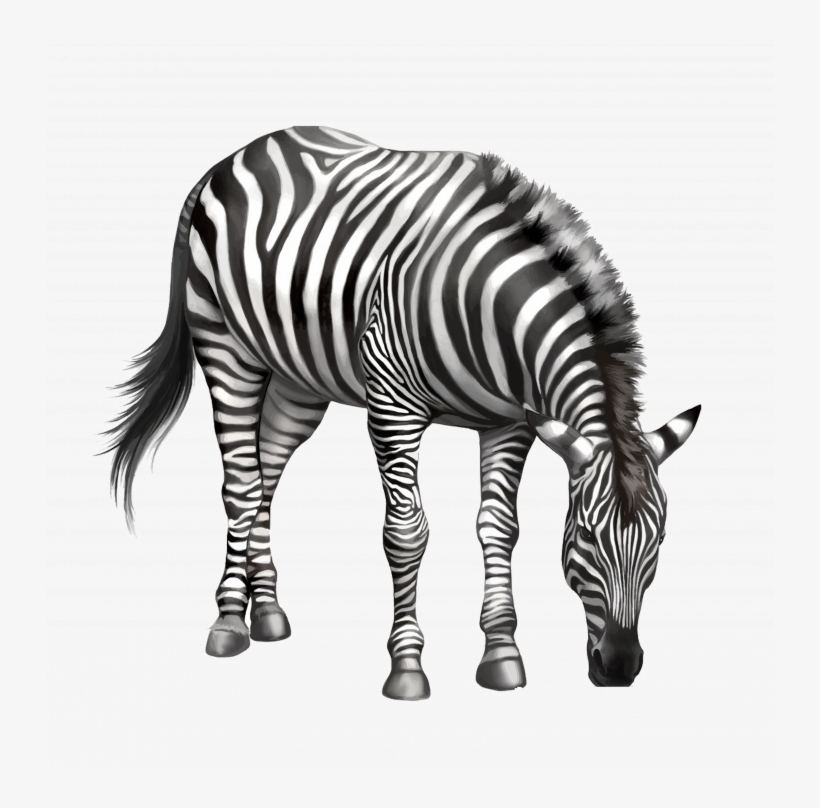Medium Size Of How To Draw Animal Print Step By Zebra - ม้าลาย Png, transparent png #9083560