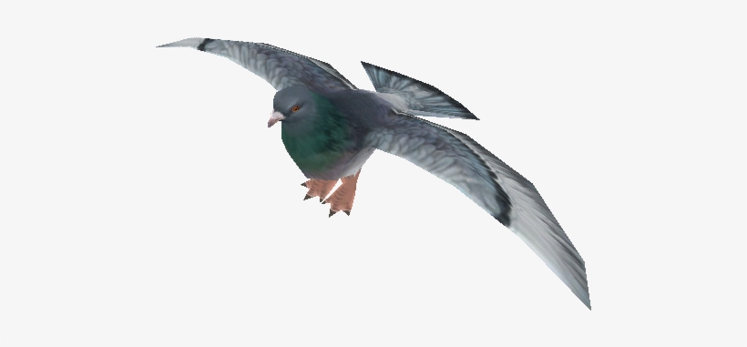 The Rock Dove Or Rock Pigeon Is A Member Of The Bird - Zoo Tycoon 2 Pigeon, transparent png #9084057