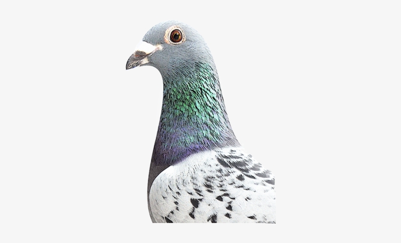 Penguin, transparent png #9084118